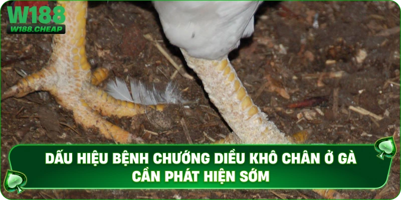 Dấu hiệu bệnh chướng diều khô chân ở gà cần phát hiện sớm